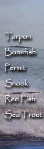 Tarpon, Bonefish, Permit, Snook, Red Fish, Sea Trout
